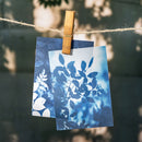 Two blue botanical prints hanging on a clothesline with a wooden clip.