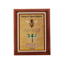 Poppy Crafts Insect Specimens PET Stickers - Bees & Dragonflies