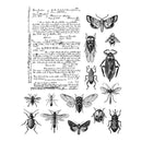 Tim Holtz Cling Stamps 7X8.5 - Entomology
