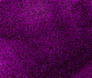 Jasart Byron Acrylic Paint 75ml  - Glitter Purple