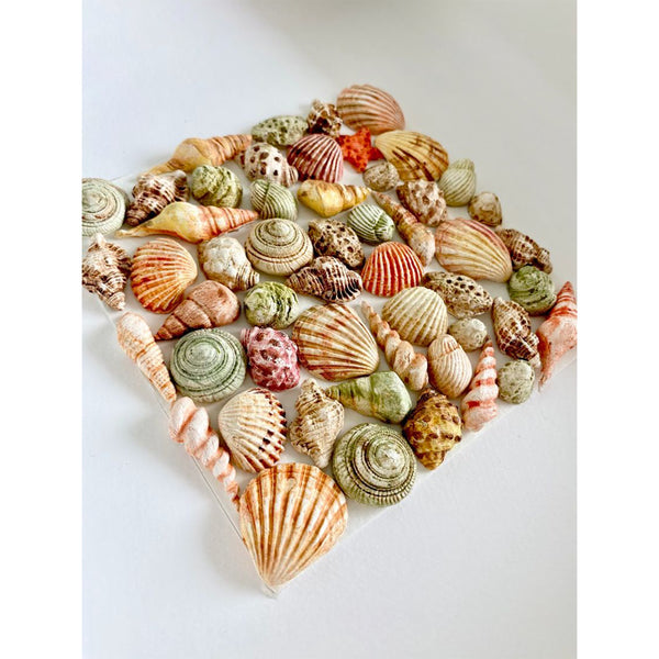 SMARTA – Seashells Silicone Mould for Clay, Resin & Coastal Mixed Media Crafts