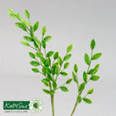 Two green leafy branches on a gray background with 'Katy Sue Flower Farm' logo.