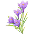 Illustration of purple crocus flowers with green stems on a white background