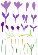 Set of purple crocus flowers, green stems, and orange stamens on a white background