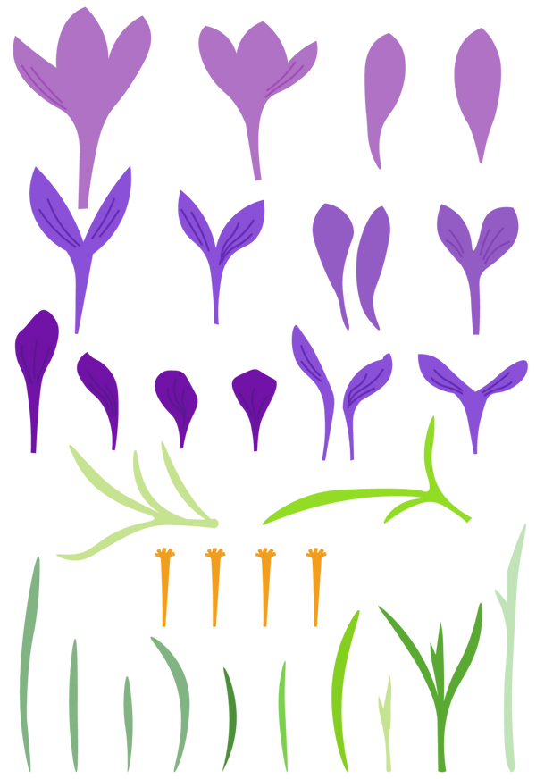 Set of purple crocus flowers, green stems, and orange stamens on a white background