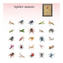 Poppy Crafts Insect Specimens PET Stickers - Spider & Mantis
