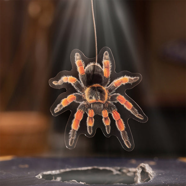 Poppy Crafts Insect Specimens PET Stickers - Spider & Mantis