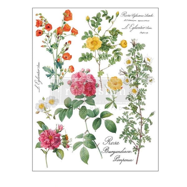 Vintage-style illustration of various flowers with botanical text on a white background