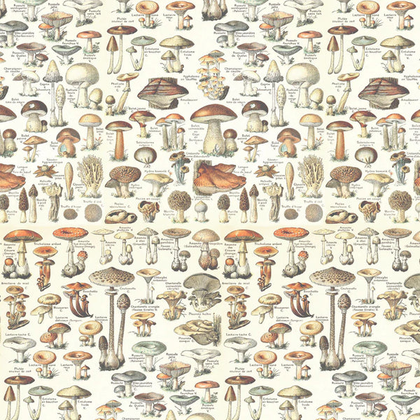 Tim Holtz - Advantus Idea-ology Double- Sided Cardstock 12"X12" 12/Pkg - Palette Collection: Orange
