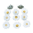 Eyelet Outlet Shape Brads 12/Pkg - White Daisy