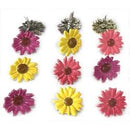 Eyelet Outlet Shape Brads 12 pack - Coloured Daisy